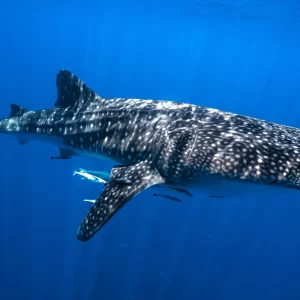 Madagascar Tour del Nord e Mare ad Antoremba Lodge dal 7 al 22 agosto a 4.340€