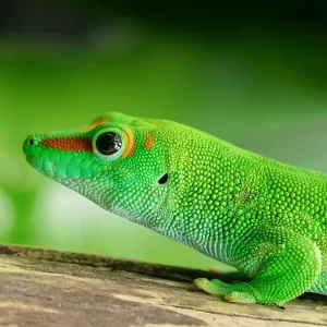 Madagascar - Tour tra Diego Suarez e Nosy Be a 4.190€ dal 02 al 16 agosto