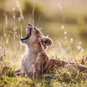 Tanzania e Zanzibar dall'8 al 23 agosto da 4.990€