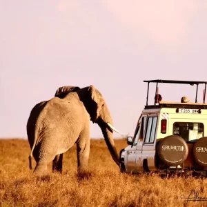 Tanzania e Zanzibar dall'8 al 22 agosto da 4.690€