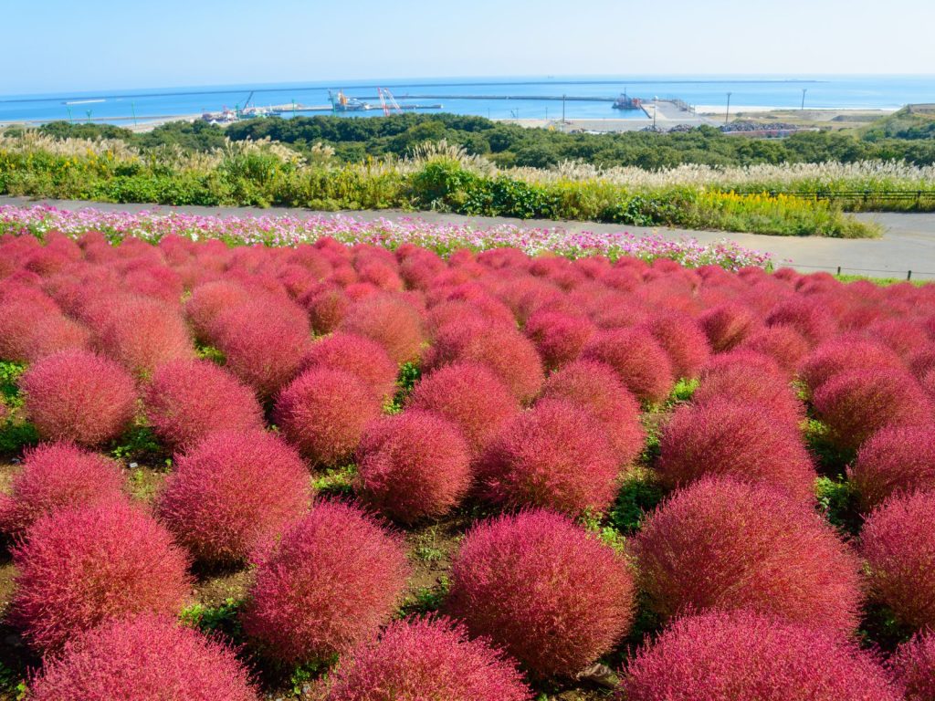 Parco costiero di Hitachi