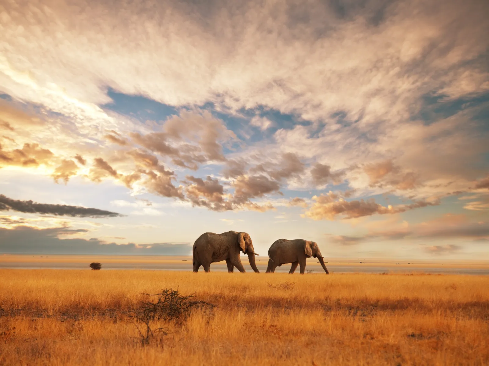 Tembo
