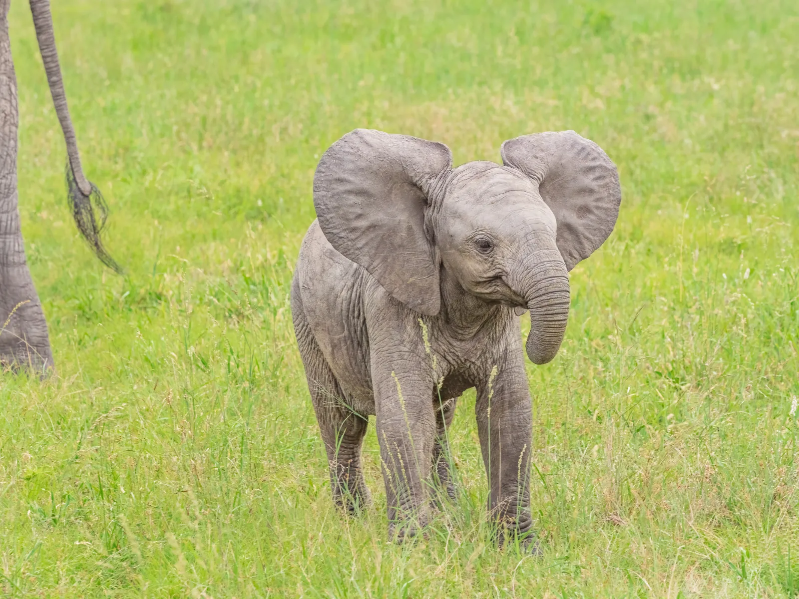 Tembo Easy