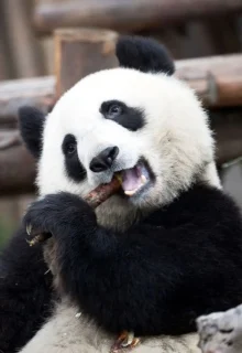 Cina_Jambotour_2025 (5)