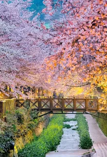 Corea_Del_Sud_Jambotour (2)