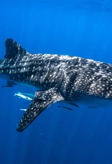 Jambotour_Madagascar (1)