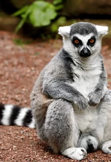 Jambotour_Madagascar (10)