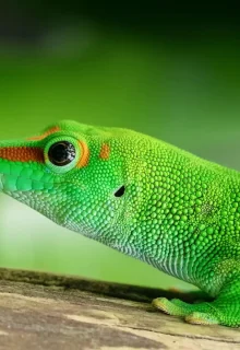 Jambotour_Madagascar (2)