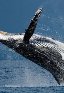 Jambotour_Madagascar (4)