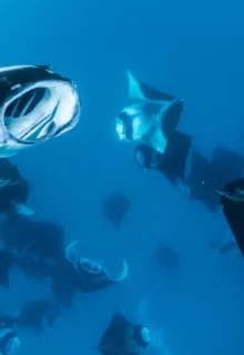 Jambotour_Mante_Maldive_ (2)