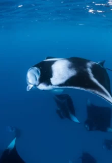 Jambotour_Mante_Maldive_ (3)