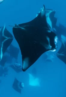 Jambotour_Mante_Maldive_ (4)