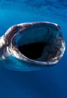 Jambotour_Mante_Maldive_ (6)