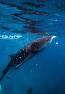 Jambotour_Mante_Maldive_ (7)