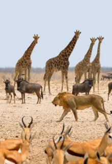 Jambotour_Namibia_off (4)