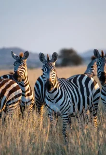 Jambotour_Tanzania_2023 (4)