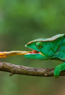 Madagascar_Jambotour (2)