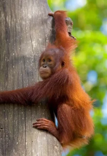 Malesia_Borneo_JAMBOTOUR (1)