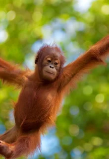 Malesia_Borneo_JAMBOTOUR (5)