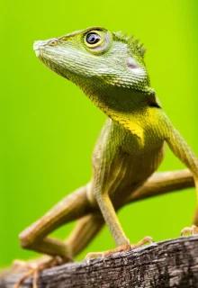 Malesia_Borneo_JAMBOTOUR (7)