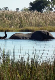 Okavango E Parco Chobe 1 3-min