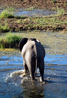 Okavango E Parco Chobe 1 4-min