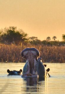 Okavango E Parco Chobe 2 2-min