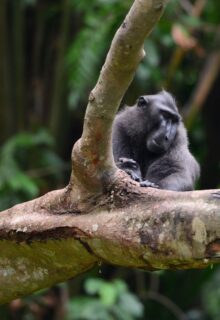 SULAWESI-3