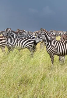 Tanzania_Jambotour_2025 (1)