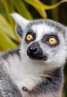 lemure-madagascar